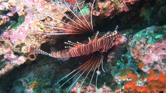 Lion fish, Pterois antennata, Nuku Hiva, Marquesas islands