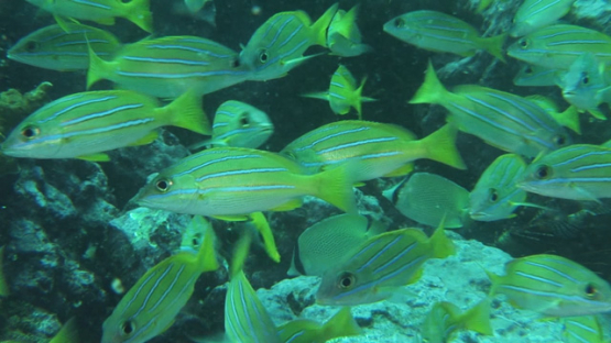 Blue lined yellow snappers schooling, Nuku Hiva, Marquesas islands