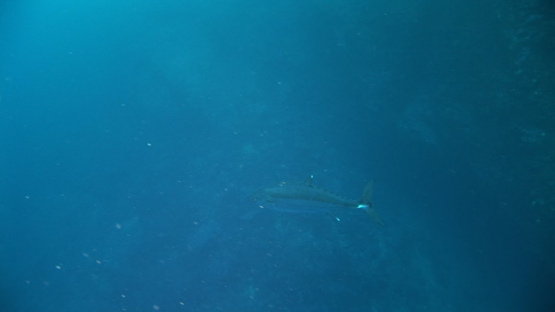 Dogtooth tuna along the cliff, Gymnosarda unicolor, Tahuata, Marquesas islands