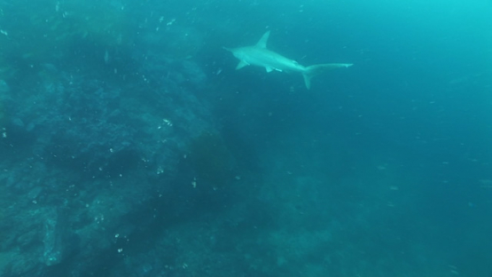 Hammerhead shark, Sphyrna lewini, Nuku Hiva, Marquesas islands