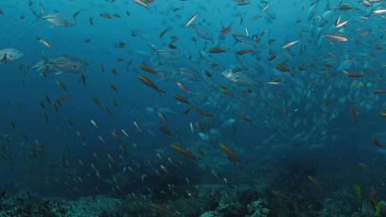 Indian Ocean, Big eyes jackfishes schooling, UHD, 4K, Slow motion