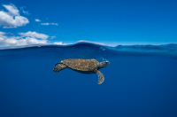 Turtle, Green Turtle at the surface of the Ocean, French Polynesia, Tahiti