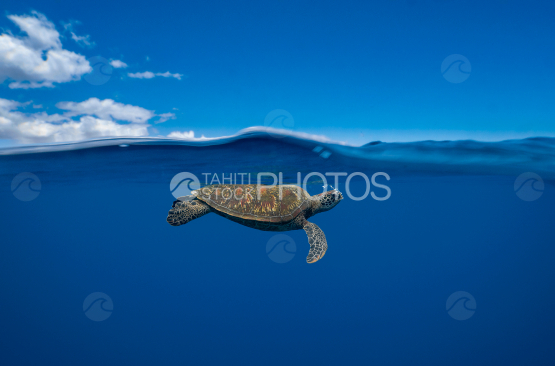 Turtle, Green Turtle at the surface of the Ocean, French Polynesia, Tahiti