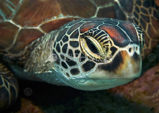 Turtle, head of Green Turtle resting, Ocean, French Polynesia, Tahiti