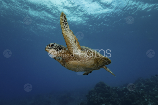 Turtle, Green Turtle over the coral garden, Ocean, French Polynesia, Tahiti