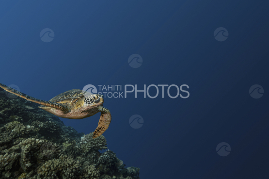 Turtle, Green Turtle over the coral reef, Ocean, French Polynesia, Tahiti