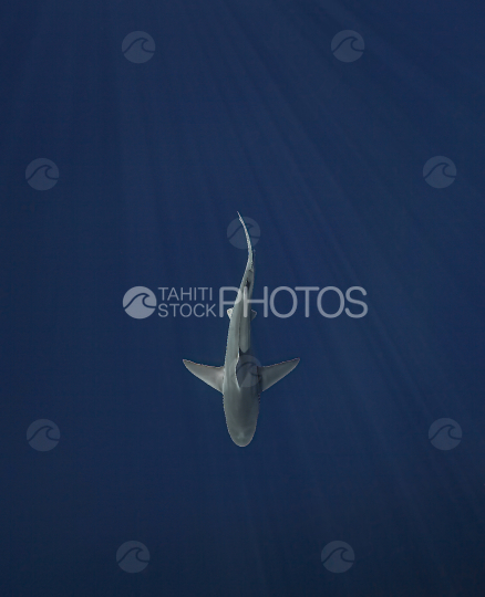 Shark, Silky shark, Ocean, French Polynesia, Tahiti