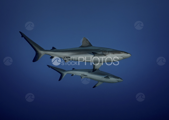 Shark, Grey shark, Ocean, French Polynesia, Tahiti