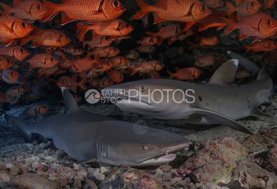 Shark, White tip reef shark, Ocean, French Polynesia, Tahiti