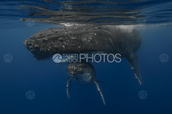 Humpback whale and calf resting near the surface, Ocean, French Polynesia