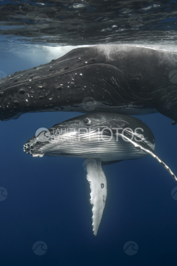 Humpback whale and calf near the surface, Ocean, French Polynesia