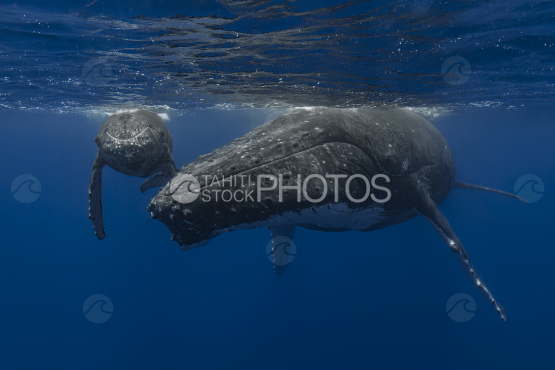 Humpback whale and calf breathing at the surface, Ocean, French Polynesia