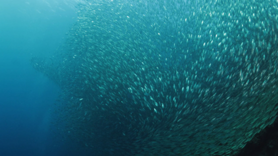 Indian Ocean, Huge school of sardines in planktonic waters, 4K UHD