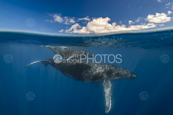 Humpback whale and calf near surface, Ocean, French Polynesia