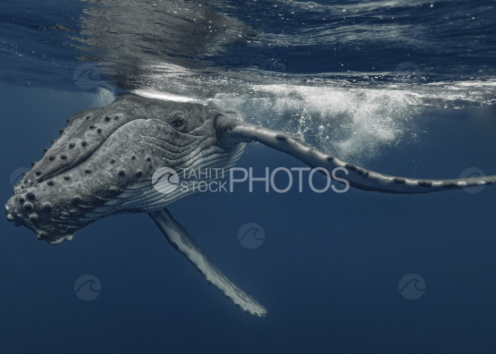 Humpback whale and calf, Ocean, French Polynesia