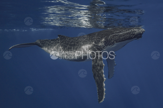 Humpback whale, calf, Ocean, French Polynesia