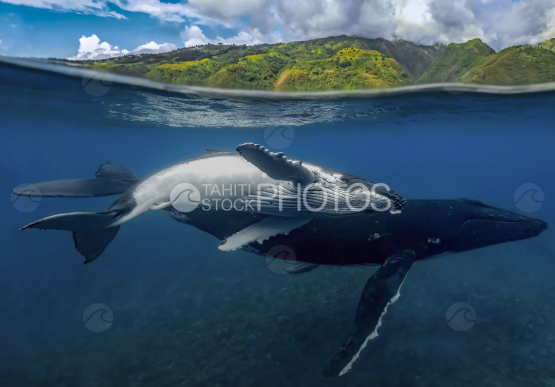 Humpback whale and calf, Ocean, French Polynesia
