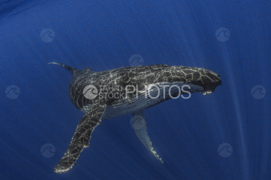 Humpback whale, Ocean, French Polynesia