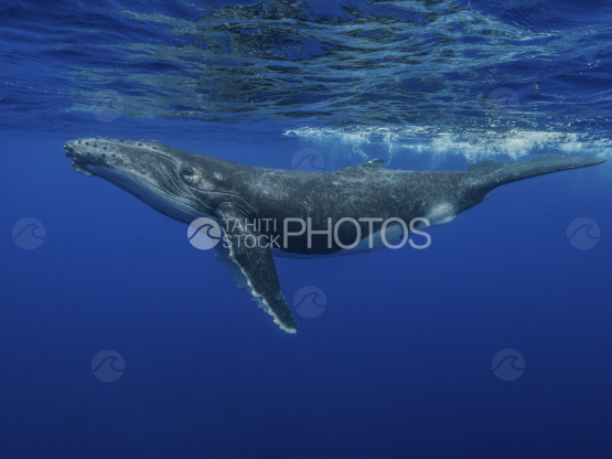 Humpback whale, calf under the surface, Ocean, French Polynesia