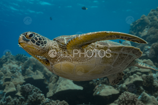 Turtle, Green Turtle, Ocean, French Polynesia, Tahiti