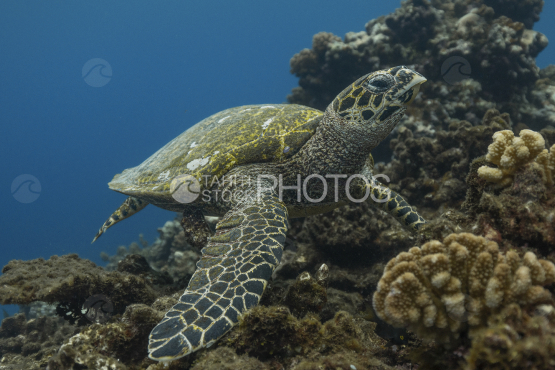 Turtle, Hawksbill turtle, Ocean, French Polynesia, Tahiti