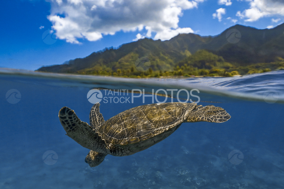 Turtle, Green Turtle, Ocean, French Polynesia, Tahiti