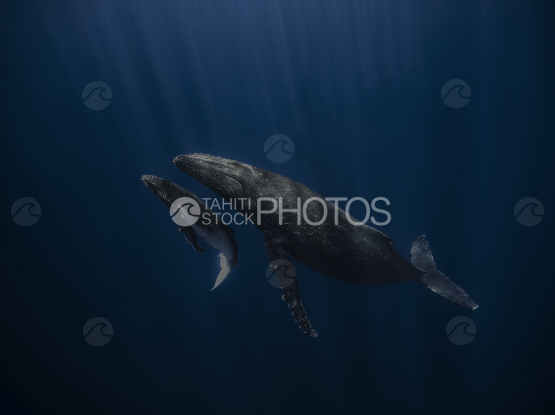 Humpback whale and calf, deep Ocean, French Polynesia
