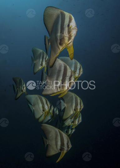 batfish, platax orbicularis, Ocean, French Polynesia, Tahiti,