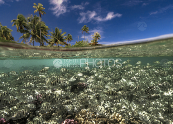 Surgeonfishes, Ocean, French Polynesia, Tahiti,