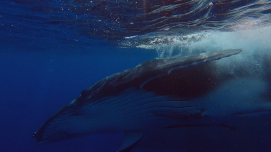 Humpback Whale, Calf playing close to camera, French Polynesia, 4K UHD