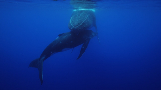 Humpback whale, moter and Calf, resting, surface, Polynesia, 4K UHD