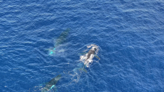 Top down Aerial view, humpback whales chasing mother and calf in the ocean, 4K UHD
