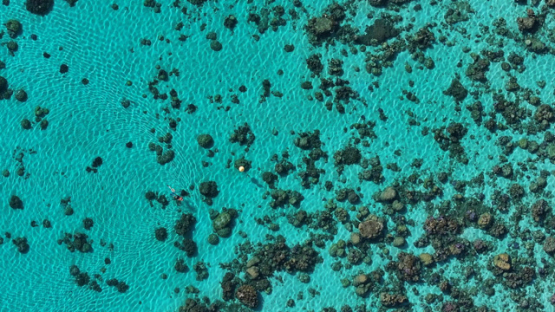 Top down view, spearfisher in the lagoon, 4K UHD