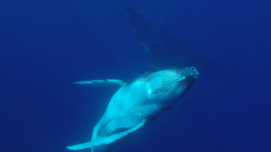 Humpback whale, mother and Calf, playing, surface, Polynesia, 4K UHD