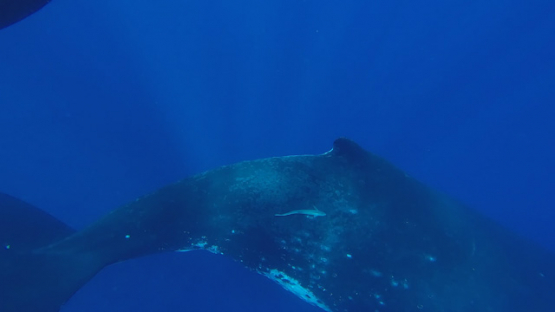 Humpback whale, Calf playing at surface, Polynesia, 4K UHD