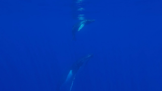 Humpback whale, mother and Calf,  back to surface, Polynesia, 4K UHD