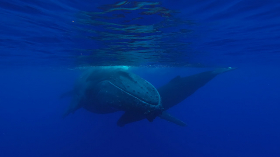 Humpback whale, mother and Calf, Polynesia, 4K UHD