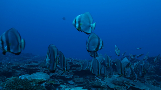 Batfish swimming over the coral reef, Platax orbicularis, 4K UHD