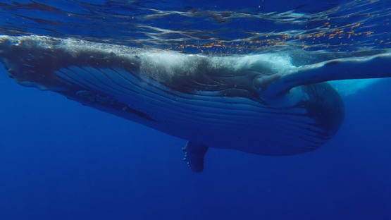 Humpback whale swimming and diving to depth, Polynesia, 4K UHD