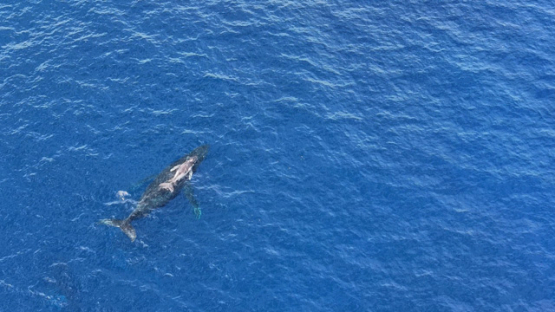 Top down Aerial view, humpback whales chasing mother and calf in the sea, 4K UHD