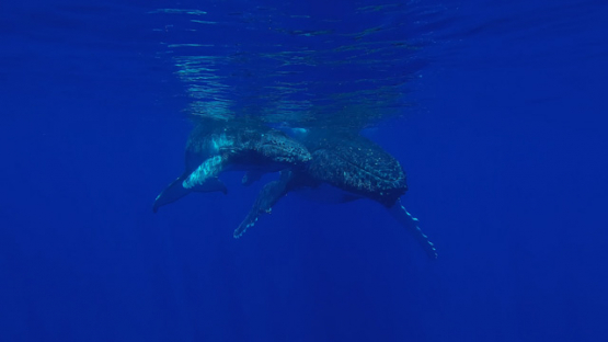 Humpback whale, mother and Calf resting at surface, Polynesia, 4K UHD