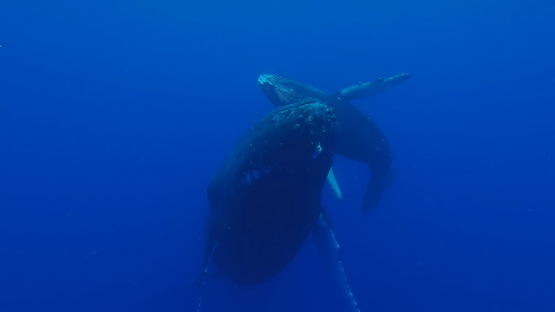 Humpback whale, mother and Calf resting, Polynesia, 4K UHD
