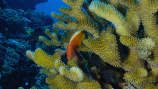 Cirrhitida, Hawkfish in acropora coral, Fakarava reef, 4K UHD