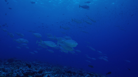 Sleek unicornfish schooling over the reef, Naso hexacanthus, Fakarava, 4K UHD