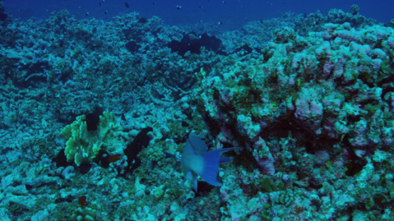 Chlorurus microrhinos, blunt-head parrotfish eating algae on the reef, Fakarava, 4K UHD