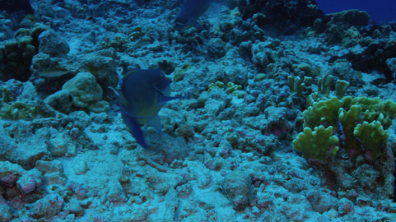 Chlorurus microrhinos, blunt-head parrotfish eating algae on the coral reef, Fakarava, 4K UHD