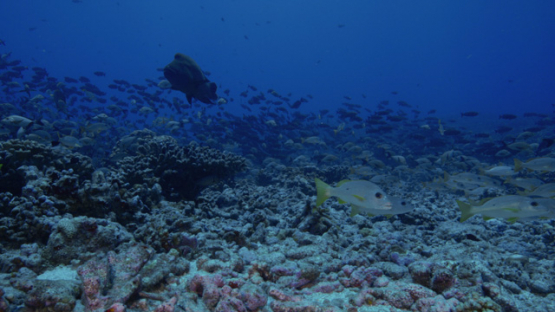 Napoleon Wrasse and Tropical fishes in the pass Garue, Fakarav, 4K UHD