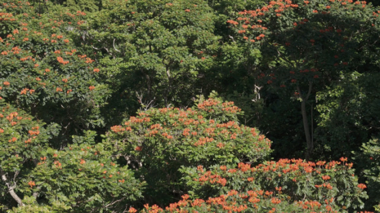 Tahiti by drone, African tulip tree, Spathodea campanulata, Hopa Valley, 4K UHD