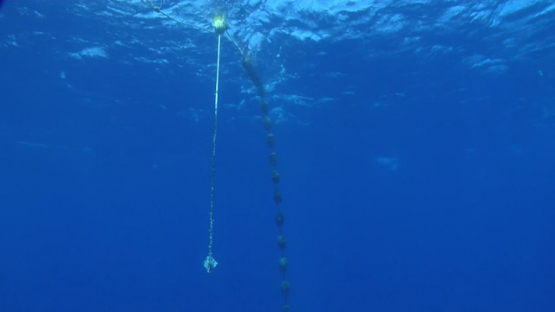 Fishing, Fish aggregation device off the coast of Tahiti, South Pacific Ocean