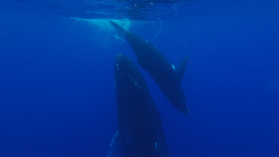 Humpback whales, mother and calf, under the surface, UHD 4K